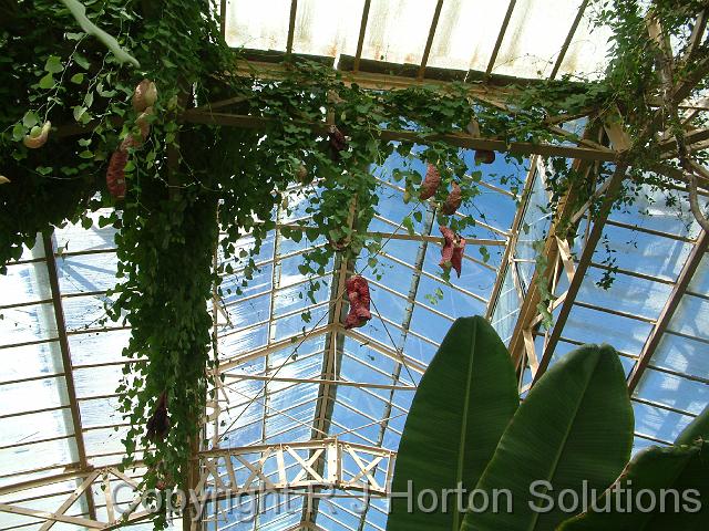 Aristolochia Christchurch Bot Gds